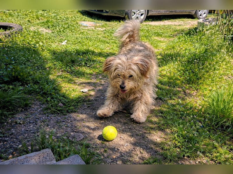 Sam - ein Herz auf vier Pfoten sucht sein Für-Immer-Zuhause