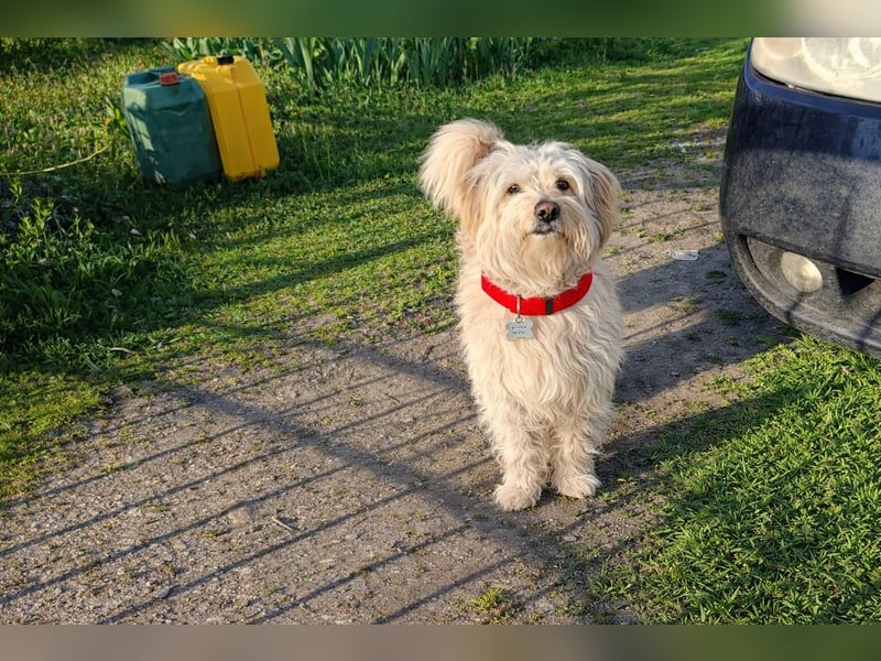 Sam - ein Herz auf vier Pfoten sucht sein Für-Immer-Zuhause