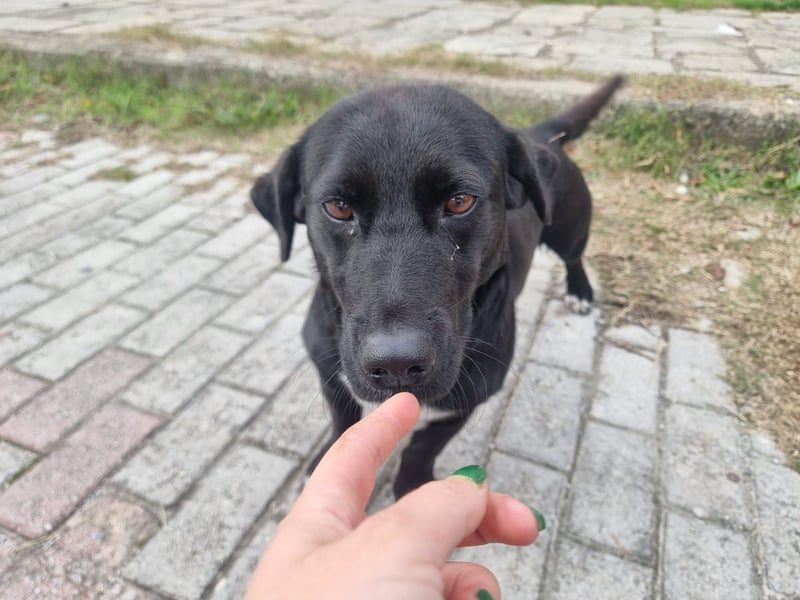 Candy -  eine zuckersüße Hundedame sucht DICH