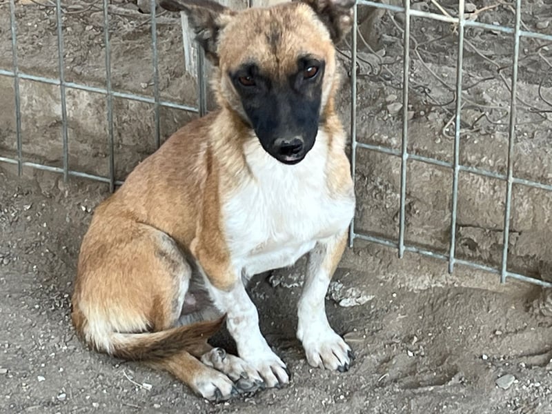 Pepe - kleiner Charmeur sucht ein Zuhause voller Liebe!