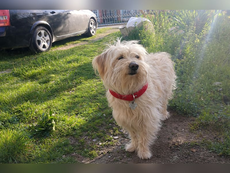 Sam - ein Herz auf vier Pfoten sucht sein Für-Immer-Zuhause