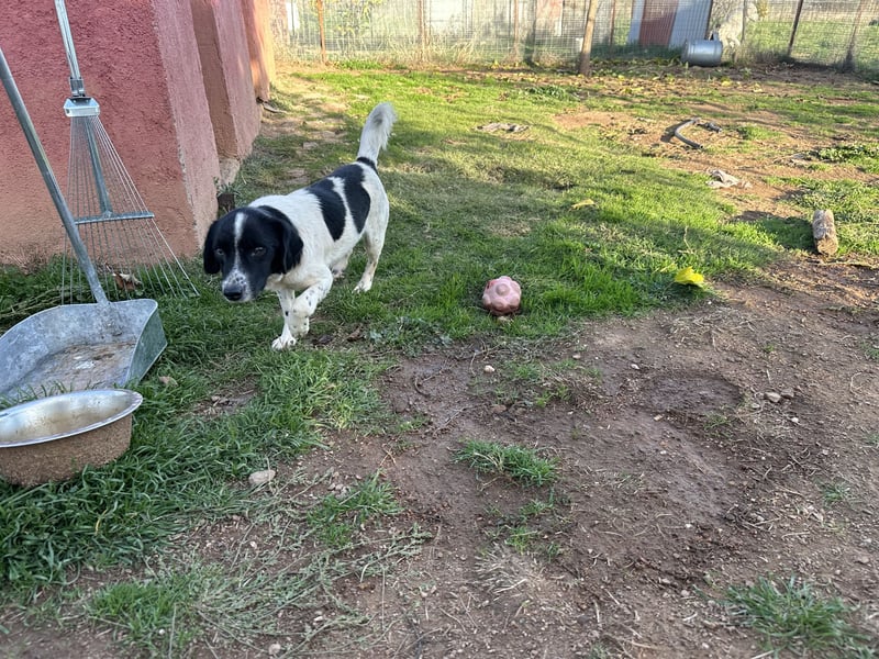 Manni - ein kleiner Hunde-Mann sucht sein großes Glück