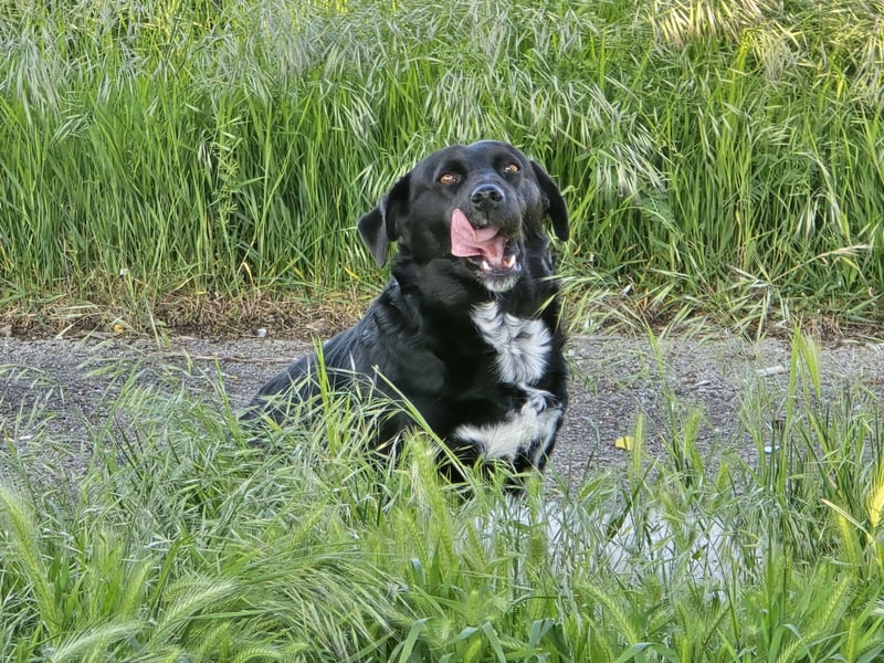 Candy - eine zuckersüße Hundedame sucht Dich