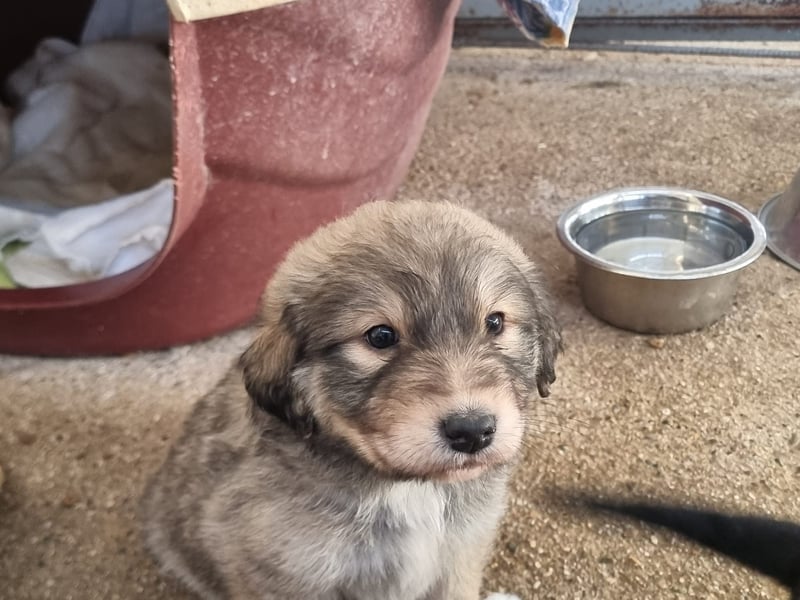 Sophie sucht ihr Glück