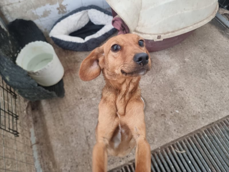 Liesel - unsere tapfere Hunde-Mama sucht ihr Glück