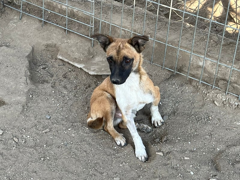 Pepe - kleiner Charmeur sucht ein Zuhause voller Liebe!