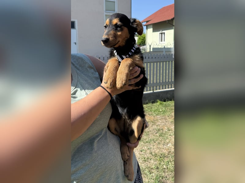 fröhliche Bubbles sucht ihre Menschen