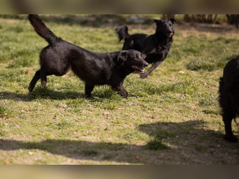 Wirbelwind Pili Mili