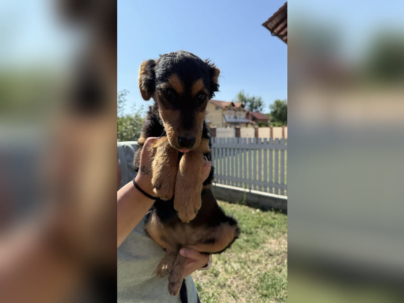 fröhliche Bubbles sucht ihre Menschen