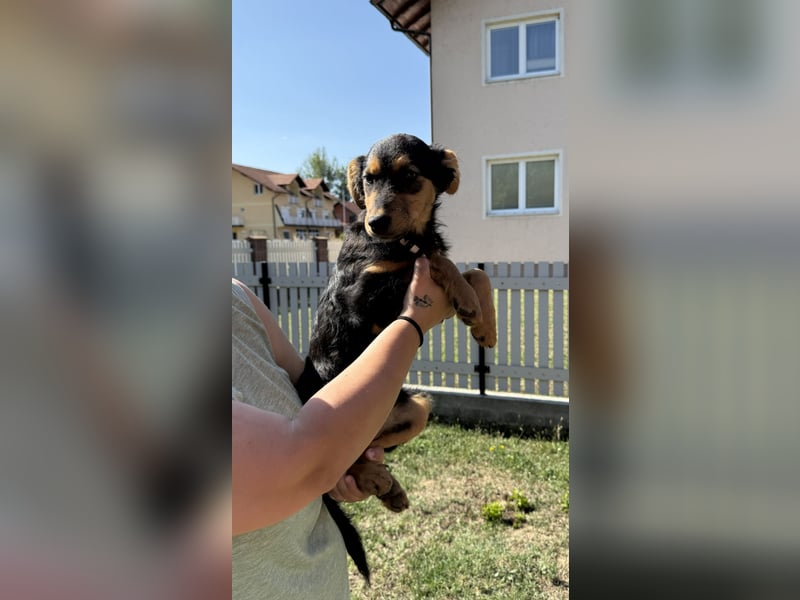fröhliche Bubbles sucht ihre Menschen