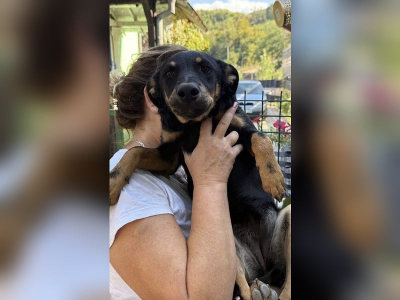 neugierige Layka