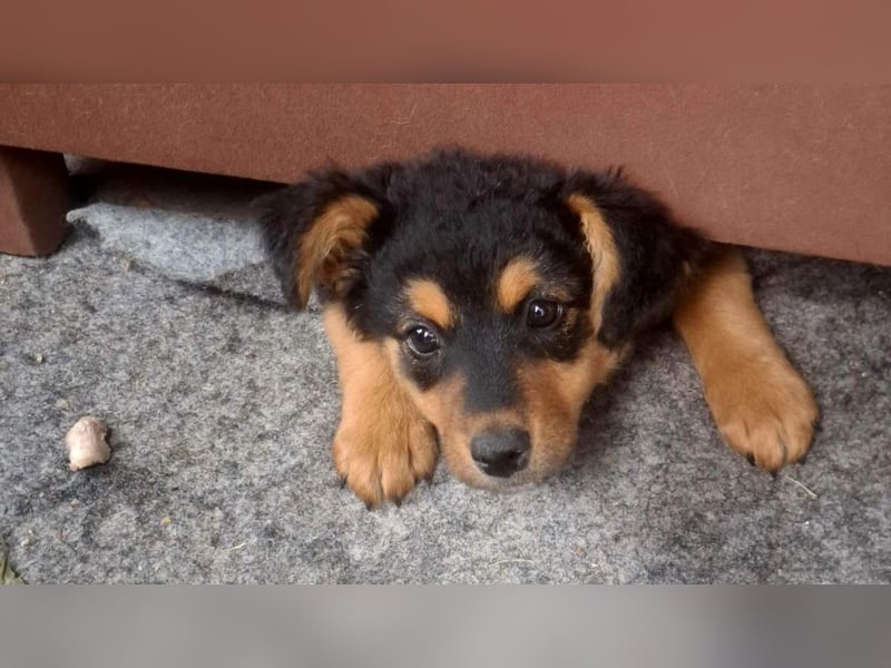 fröhliche Bubbles sucht ihre Menschen