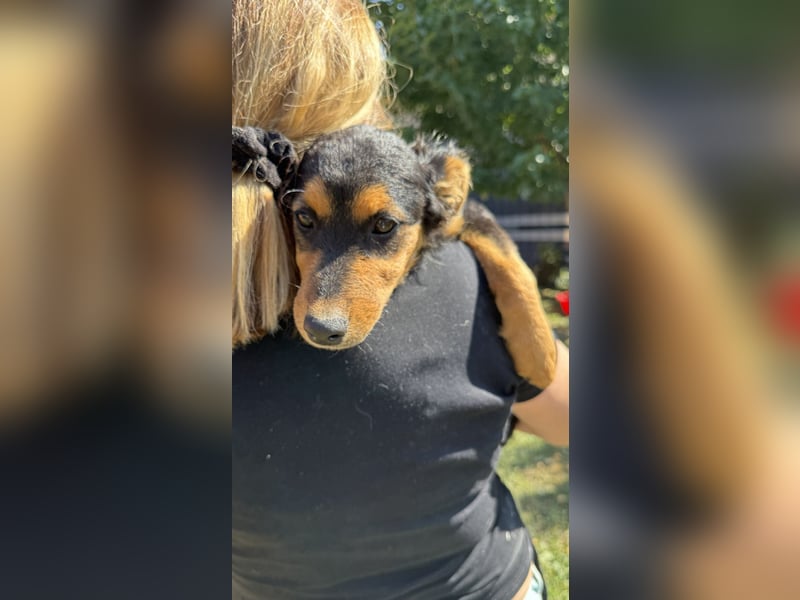 fröhliche Bubbles sucht ihre Menschen