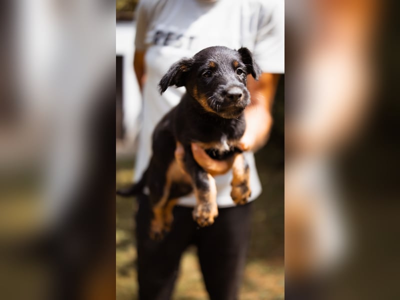 Elli, junges Welpenmädchen sucht ihr Glück bei dir