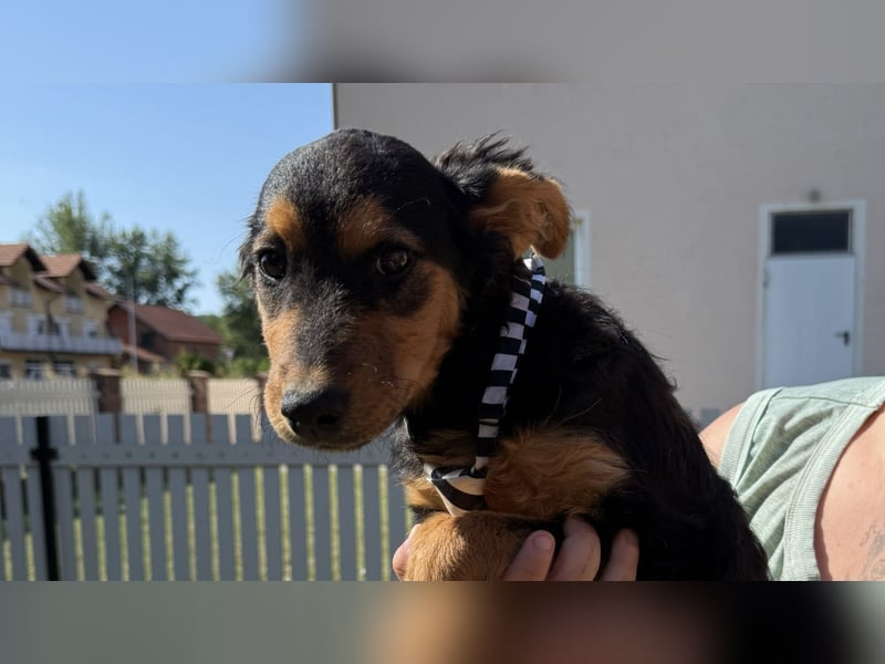 fröhliche Bubbles sucht ihre Menschen