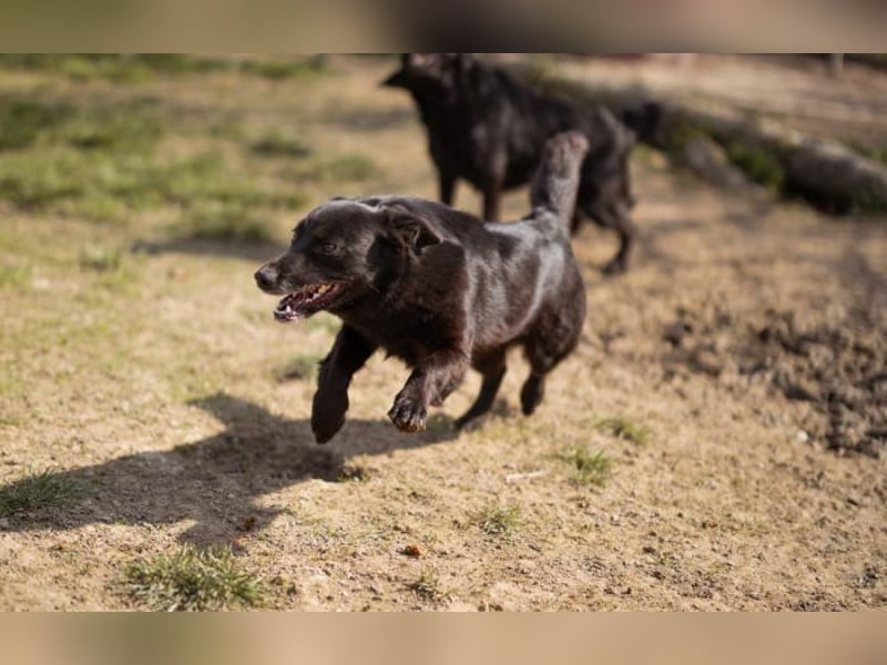 Wirbelwind Pili Mili