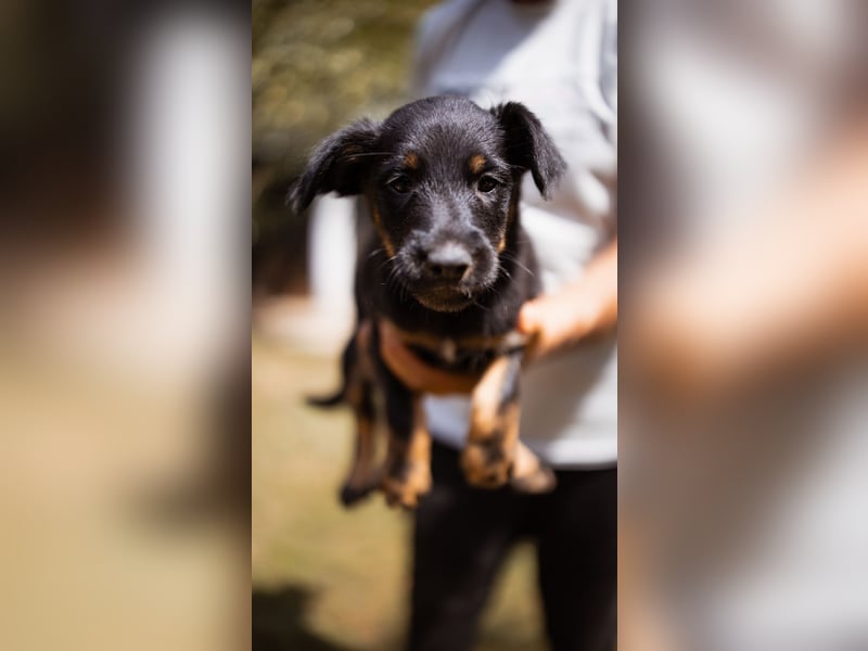 Elli, junges Welpenmädchen sucht ihr Glück bei dir