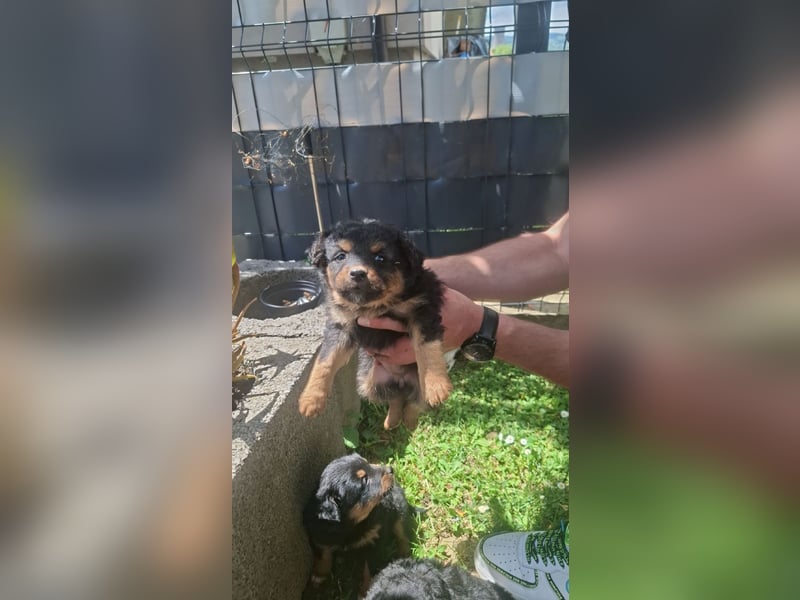 fröhliche Bubbles sucht ihre Menschen