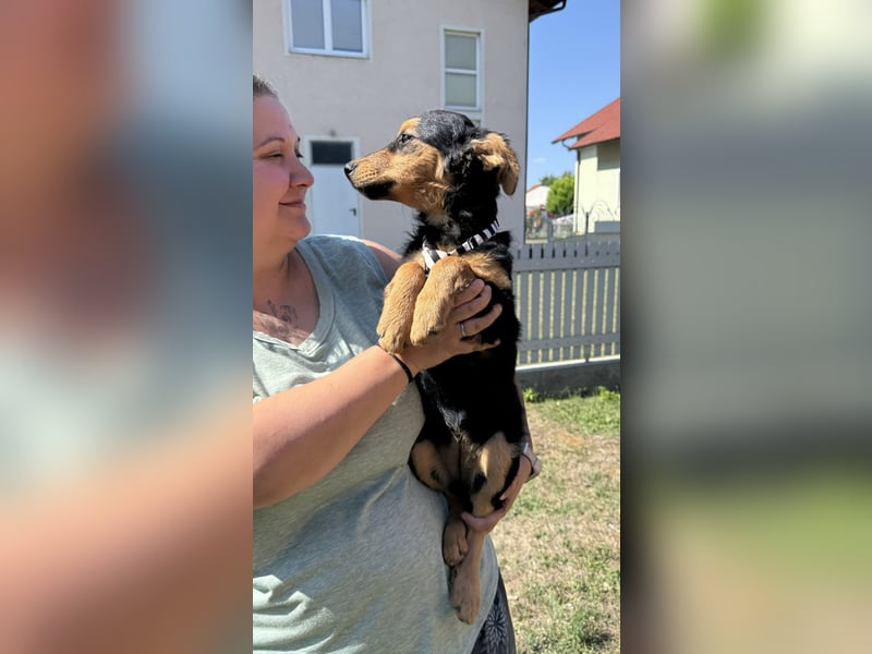 fröhliche Bubbles sucht ihre Menschen