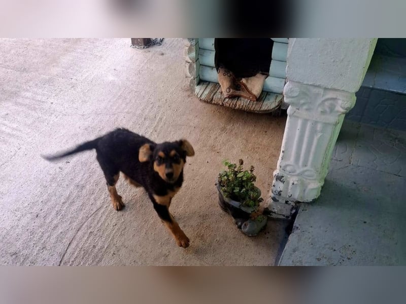 fröhliche Bubbles sucht ihre Menschen