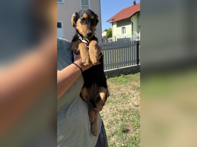 fröhliche Bubbles sucht ihre Menschen