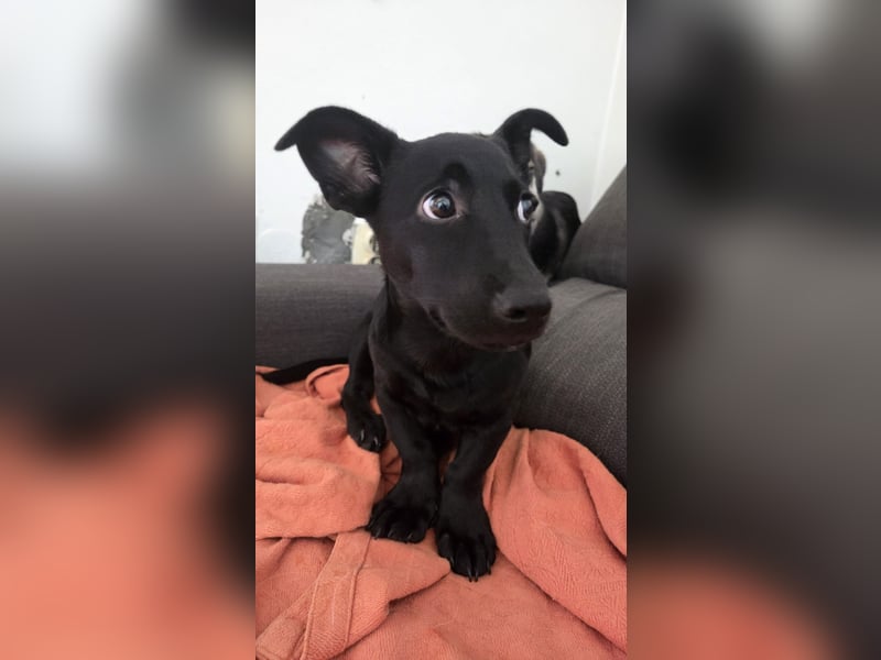 Kleiner Mrki