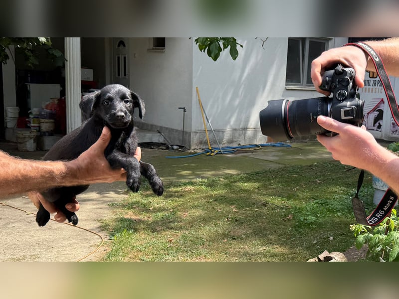 Emmi, junges Welpenmädchen sucht ihr Glück bei dir