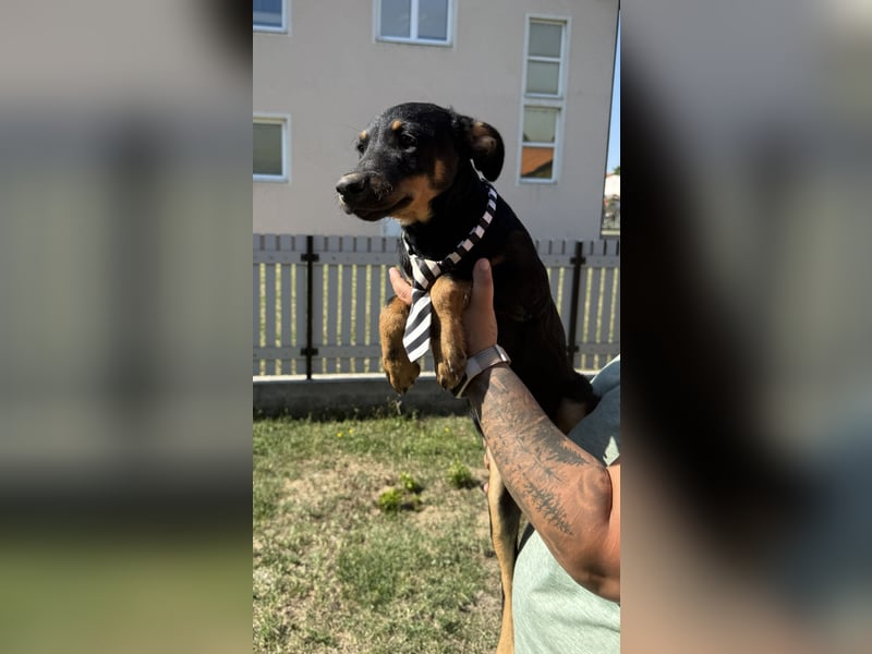 neugierige Layka