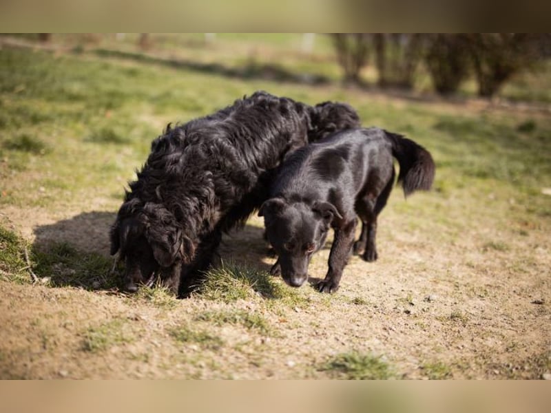 Wirbelwind Pili Mili