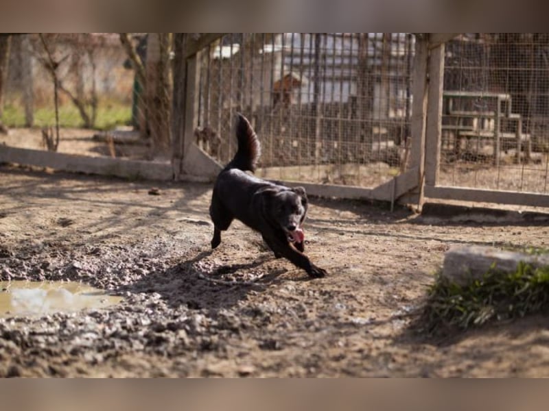 Wirbelwind Pili Mili