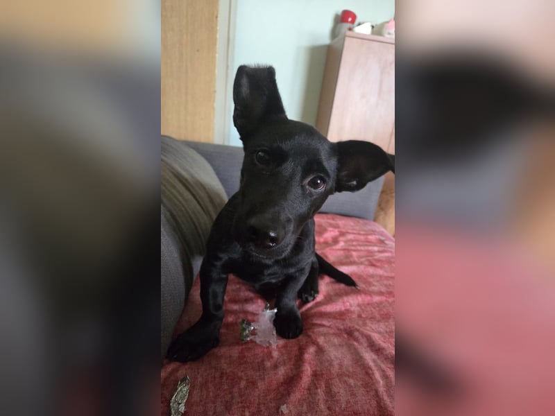 Kleiner Mrki