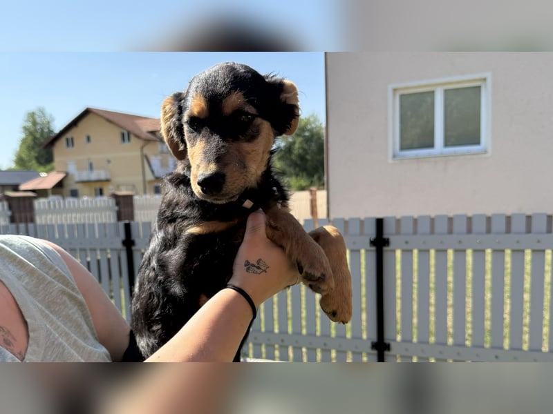 fröhliche Bubbles sucht ihre Menschen