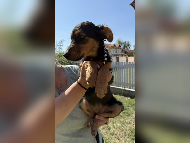 fröhliche Bubbles sucht ihre Menschen