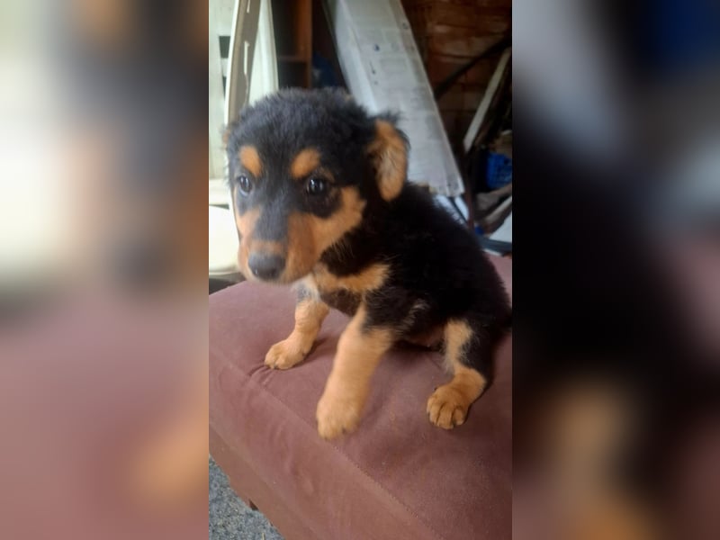 fröhliche Bubbles sucht ihre Menschen