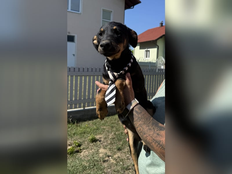 neugierige Layka