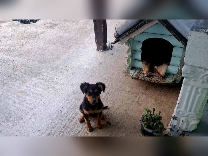 fröhliche Bubbles sucht ihre Menschen