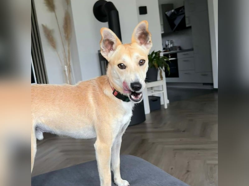 Felix - Lebensfreude auf vier Pfoten sucht Körbchen