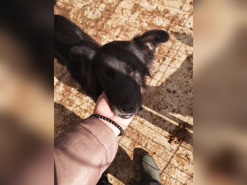 Nina sucht ein Zuhause
