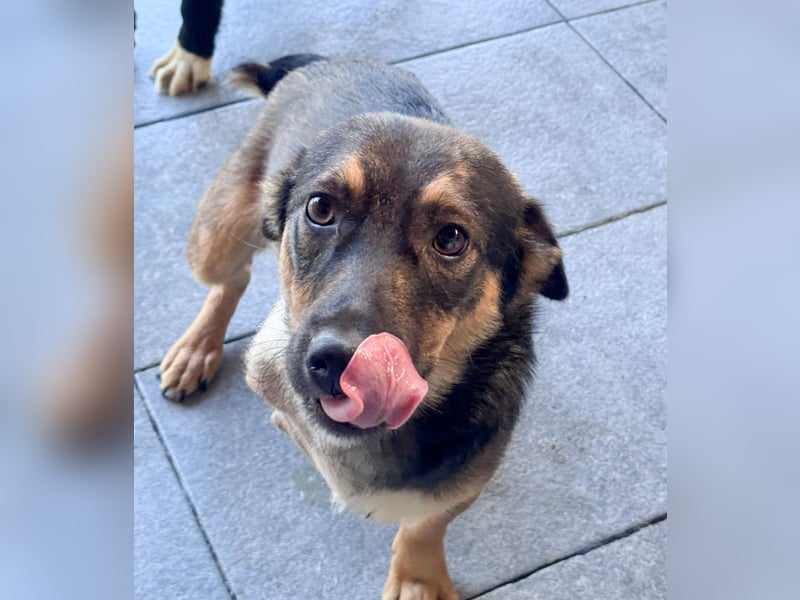 LOKI - kleiner Powerboy sucht Familie