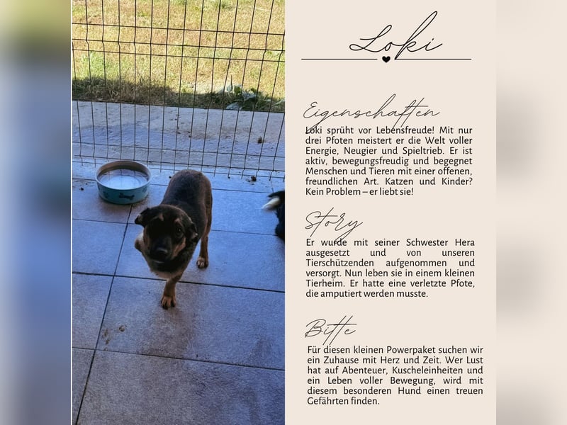 LOKI - kleiner Powerboy sucht Familie