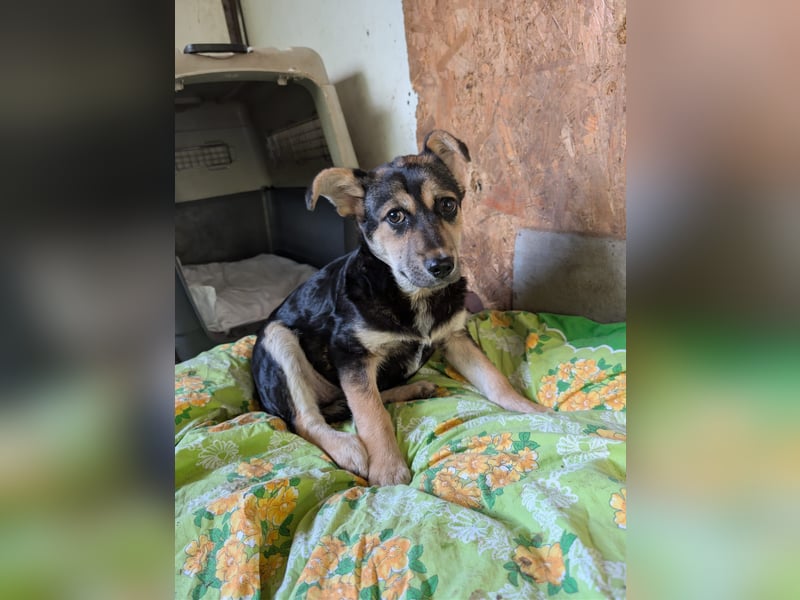 SOYA - liebe Hündin sucht Familie