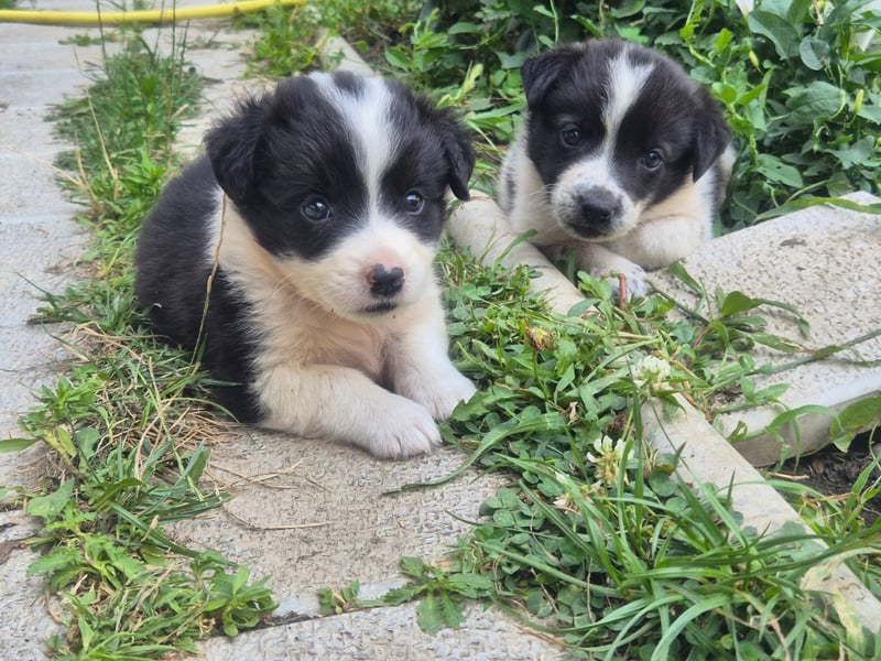 MARLEY sucht sein Für-Immer-Zuhause