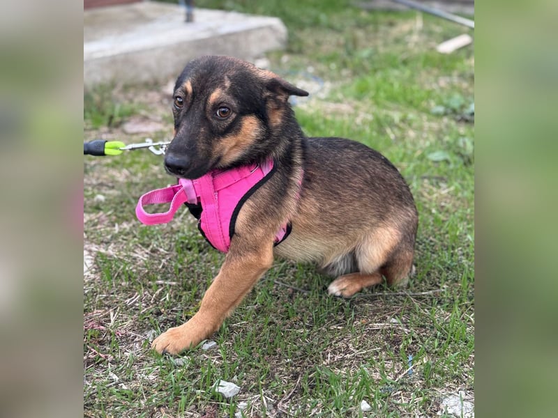 LOKI - kleiner Powerboy sucht Familie