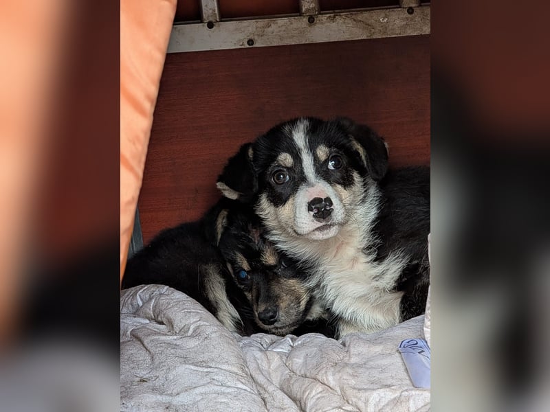 TAMINA - Zaubermaus sucht Familie