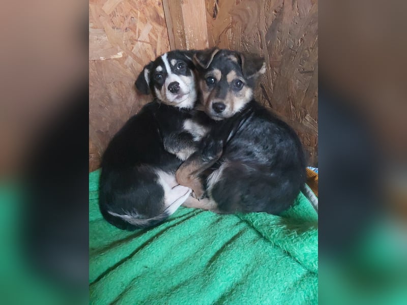 SOYA - liebe Hündin sucht Familie