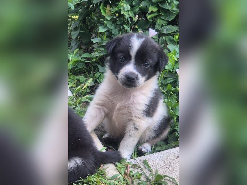 MARLEY sucht sein Für-Immer-Zuhause