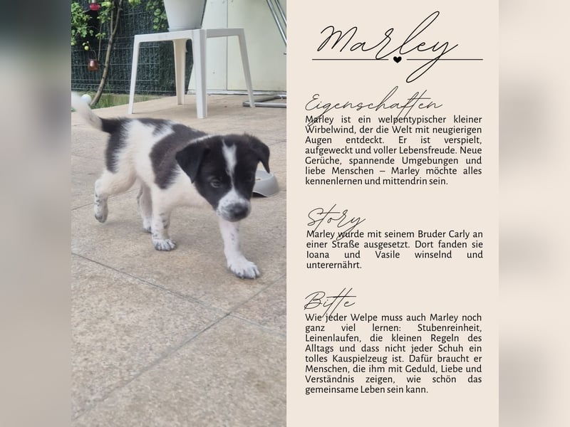 MARLEY sucht sein Für-Immer-Zuhause