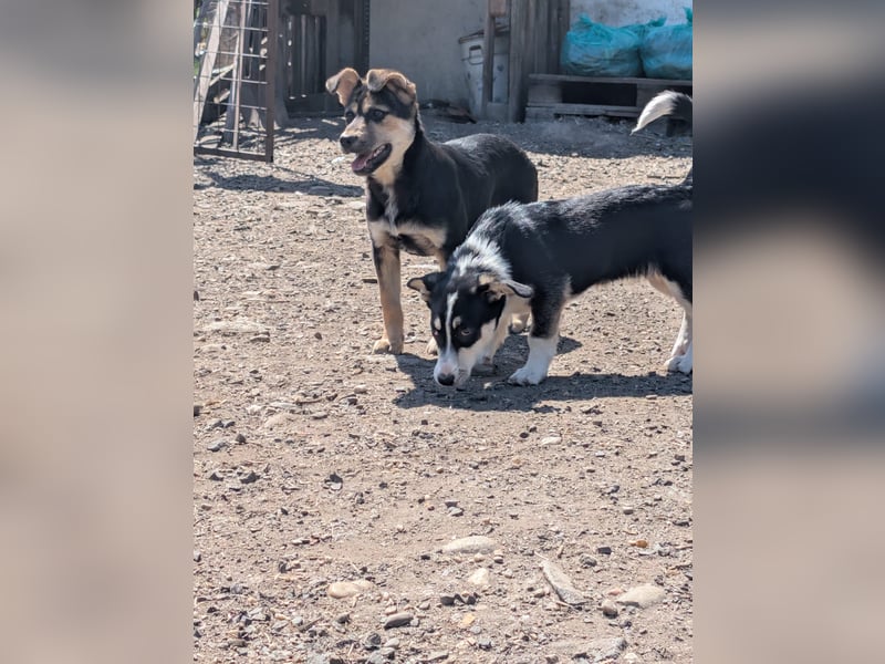 TAMINA - Zaubermaus sucht Familie