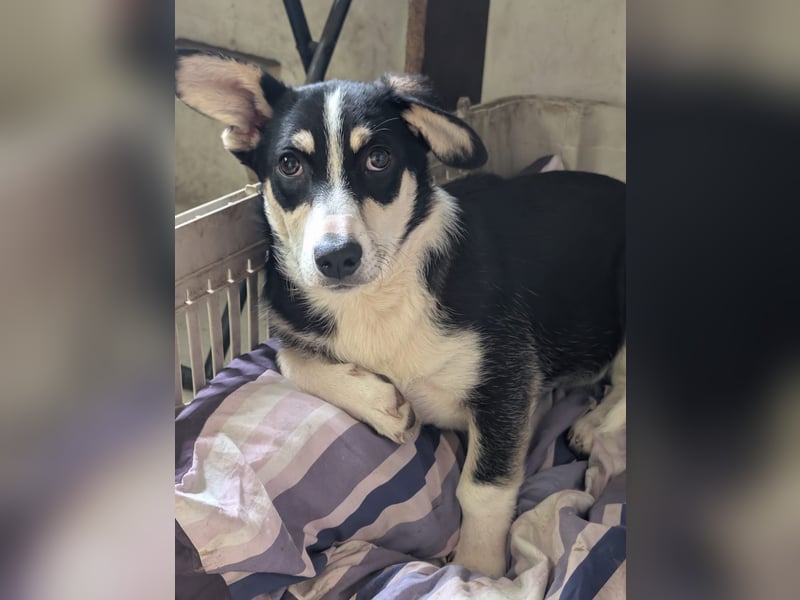 TAMINA - Zaubermaus sucht Familie