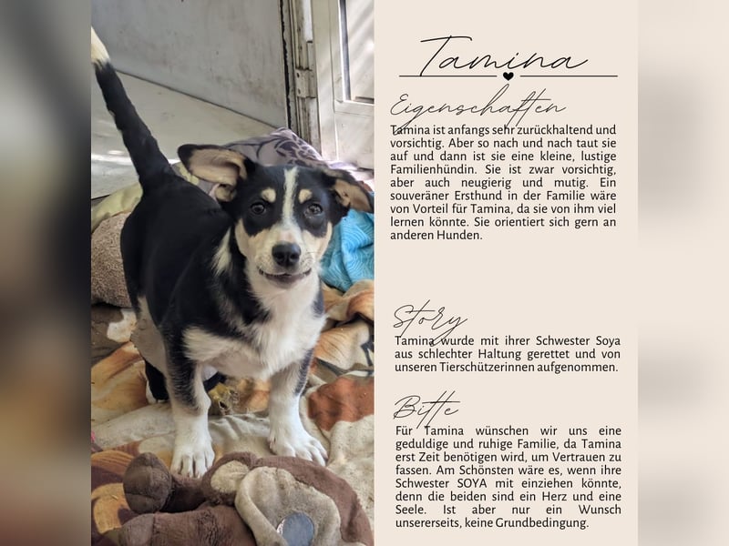 TAMINA - Zaubermaus sucht Familie